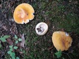 Russula ochroleucoides image