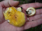 Russula ochroleucoides image