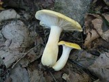 Russula ochroleucoides image