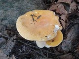 Russula ochroleucoides image