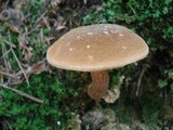 Xanthoconium affine image