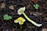 Hygrocybe virescens image