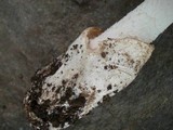 Amanita whetstoneae image