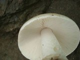 Amanita whetstoneae image