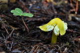 Hygrocybe virescens image