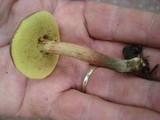 Boletus chrysenteron image