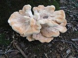 Bondarzewia berkeleyi image