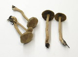 Inocybe cinnamomea image