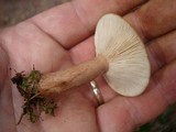 Lactarius quietus image