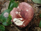 Russula vinacea image