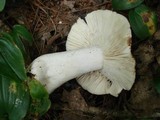 Russula vinacea image