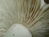 Russula vinacea image
