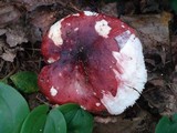 Russula vinacea image