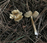 Inocybe sororia image