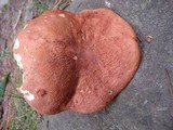 Xanthoconium affine image