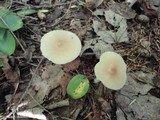 Entoloma strictius image