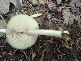 Entoloma strictius image