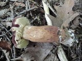 Tylopilus badiceps image