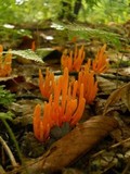 Clavulinopsis aurantiocinnabarina image