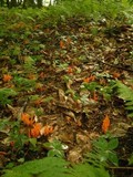 Clavulinopsis aurantiocinnabarina image