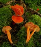 Hygrocybe miniata image