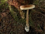 Amanita amerifulva image