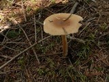 Amanita amerifulva image