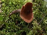 Lactarius camphoratus image