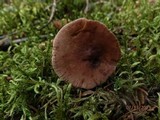 Lactarius camphoratus image