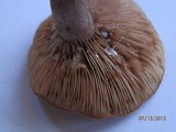 Lactarius camphoratus image