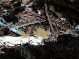Arcyria obvelata image