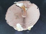 Agaricus summensis image