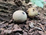 Scleroderma areolatum image