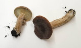 Lactarius rufus image