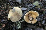 Lactarius subvillosus image