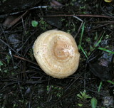 Lactarius subvillosus image