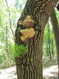 Perenniporia fraxinophila image