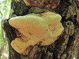 Perenniporia fraxinophila image