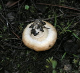 Lactarius subvillosus image