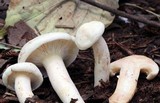 Lactarius subvernalis image