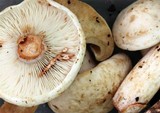 Lactarius subvernalis image