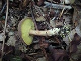 Boletellus chrysenteroides image