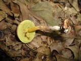 Boletus chrysenteron image