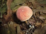 Boletus chrysenteron image