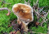 Coltricia montagnei image