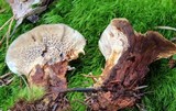Coltricia montagnei var. montagnei image