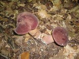 Tylopilus rubrobrunneus image