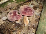 Tylopilus rubrobrunneus image