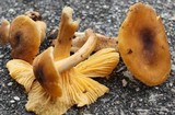 Cantharellus appalachiensis image