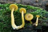 Callistosporium luteo-olivaceum image